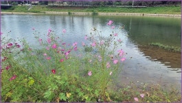 바람따라 구름따라 1383회( 산양천) :: 토종붕어를 사랑하는 사람들