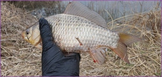 바람따라 구름따라 1422회( 신당지 ) :: 토종붕어를 사랑하는 사람들