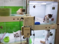 서울 도그플러스 동물병원 강서점