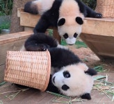 더쿠 - [아기판다 다이어리 시즌2] 29. 뚠빵하게 채워진 어부바 나무