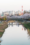 보이그랜더 아포-란타 50mm F2 VE 렌즈 사용 후기 - 렌즈 특장점 및 총평 (voigtlander apo-lanthar 50mm f2 asph VE)