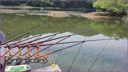 바람따라 구름따라 1163회( 김전지) :: 토종붕어를 사랑하는 사람들