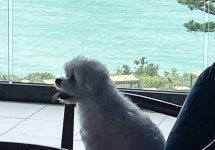 제주시 애월읍 애견동반카페 JJ그랑블루 스케치