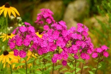 보성, 윤제림에 수국이 만발했습니다 - 일반 사진 - 부산고 19 동기회 보성, 윤제림에 수국이 만발했습니다