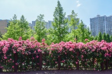 정관신도시, 윗골공원과 구목정공원의 장미 - ─‥‥최고의이미지 - 인생은추억여행 정관신도시, 윗골공원과 구목정공원의 장미