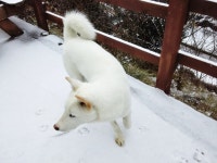 청정자연 속 애견펜션, 홍천 멍박흙집사랑