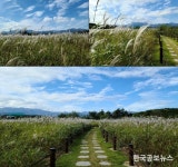 속초시, 습지생태공원 물억새·억새 만발 “만추가경”