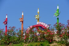 함안, 악양뚝방 꽃길 - -───♣회원자작사진 - 아름다운황혼열차(黃昏列車) 함안, 악양뚝방 꽃길