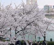 나만 알고 싶었던 벚꽃 명소, “여의도 윤중로 벚꽃길과 잠실 석촌호수”