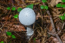 사천, 각산의 꽃들 - 꽃과 나무 탐사 - 서울대학교 우리문화탐사회 서울대학교 우리문화탐사회