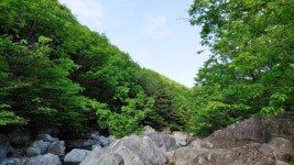 산청 백운계곡, 반려견과 함께 새소리, 물소리 들으며 산책해요!
