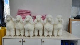 [멍냥스터디] 대구 반려동물 토탈 케어 교육 ‘함개하자냥’