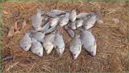 바람따라 구름따라 1136회( 밤실지) :: 토종붕어를 사랑하는 사람들