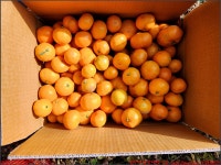 231129, 9)제주여행 3일차, 제주 애월 귤농장체험&한림공원 관광 한바퀴 & 동문야시장 - 아내와 함께 - 2023년 국내여행 - 동하의 힘찬새발걸음... 