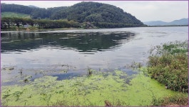 바람따라 구름따라 1275회( 용연지) :: 토종붕어를 사랑하는 사람들