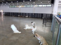 [야호펫 단상] 도그랜드, 한국의 티어하임이라 했는데...