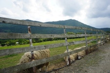 부산테마여행사