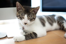 [(주)핑거랩스] [핸드스튜디오] 2021 하반기 채용 (개발/블록체인/UIUX/GUI) - 사람인