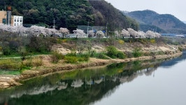 문화·역사 - 공주(公州) 원도심 벚꽃 구경 - 충청남도 공주(公州) 원도심 벚꽃 구경