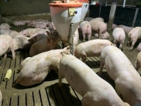 어웨어, 16일 농장동물 복지 향상 방안 모색을 위한 국회토론회 개최