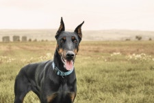 도베르만 핀셔, 맹렬한 파이터이자 온순한 패밀리독