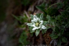 삶의향기 - 내 사랑, 에델바이스, 50년 인연