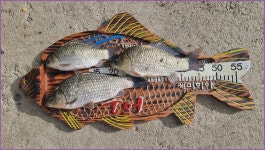 바람따라 구름따라 1375회( 안평천) :: 토종붕어를 사랑하는 사람들