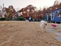 단추와 봉구가 반겨주는 프라이빗 반려견 놀이터, 일거수일투족