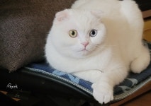 고양이도 동물병원 가는것은 싫어해