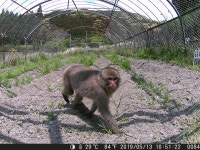 원숭이의 공격으로 정지한 태양광 발전소 - 태양광발전소 마이너 갤러리