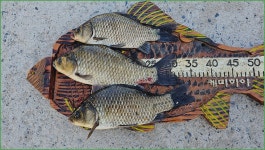 바람따라 구름따라 1455회( 석산지 ) :: 토종붕어를 사랑하는 사람들