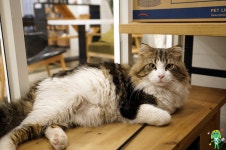 [몹시평상] 내복군단 전용평상 개시와 안녕 고양이 | 보배드림 시승기/배틀/목격담