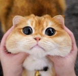 이세돌은 그냥 말 그대로 이세계에 있는 애들 같음 - 스트리머 갤러리