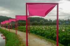 함안, 연꽃테마파크 나들이 - 동호회 게시판 - 부산고 19 동기회 함안, 연꽃테마파크 나들이