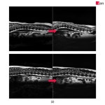 이안동물의학센터, AI 기반 MRI 촬영 1000건 달성