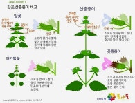 성밖길9_2(여름꽃3_바람, 21/07/19, 서문-제6암문-남문, Mariage DAmour / George Davidson) - 2021요즈음 - 남한산성간달프... 