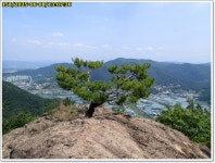 (경북 경산) 병풍산 ~ 금성산 ; 숲길 조사 (25.06.08) - 산행후기란 - 갈대의산이야기 (경북 경산) 병풍산 ~ 금성산 ; 숲길 조사 (25.06.08)