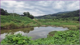 바람따라 구름따라 1375회( 안평천) :: 토종붕어를 사랑하는 사람들