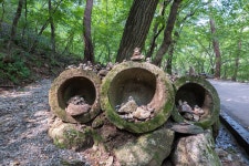 여행기 - 용문산, 금강초롱꽃 2020.09.19