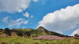 [포토] 철쪽꽃 피는 황매산의 봄... 첫눈에 반했어, 곱고 고와라!