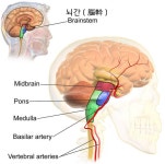 22 04 09 토 평화방송 미사 전두엽에 머물러 말초신경, 측두엽에 머물러 청신경 시신경, 뇌간에 머물러 척수 거쳐 복부 안 말초신경, 모든 신경... 