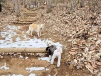 선마을, 반려견과 보호자를 위한 차별화된 사회화 프로그램 멍멍스쿨 운영