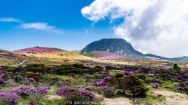 여행기 - [제주] 한라산 윗세오름 산철쭉 2022.06.02