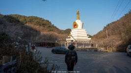 여행기 - 대원사 천봉산 털조장나무 2022.04.02