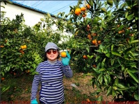 231129, 9)제주여행 3일차, 제주 애월 귤농장체험&한림공원 관광 한바퀴 & 동문야시장 - 아내와 함께 - 2023년 국내여행 - 동하의 힘찬새발걸음... 