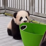 더쿠 - 바구니 깨무는 아기판다 후이바오 🐼