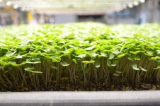 Edenworks Touts Results From Growing With Ecology Instead Of Chemicals