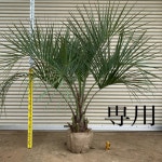 となり マッキントッシュフィロソフィー トートバッグ 6GSJ3-m81830819109 にもビジネ