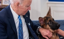 From White House To Doghouse: Joe Biden Pet Commander Accused Of Biting From White House To Doghouse: Biden Pet Commander Accused... 