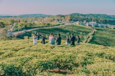 부호, 벽지, 경치, 미술, 사진술, 포도 수확, 파스텔, 아름다운, 귀엽다, 인쇄술, 행복, 살고 있다, 빛, 농업, 들, 농촌 지역, 언덕, 농장... 